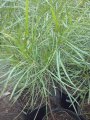 Dodonea salicifolia / Bois d'Arnette - Hauteur : 3 / 4 mètres  espèces endémique de la Réunion  Plante médicinal